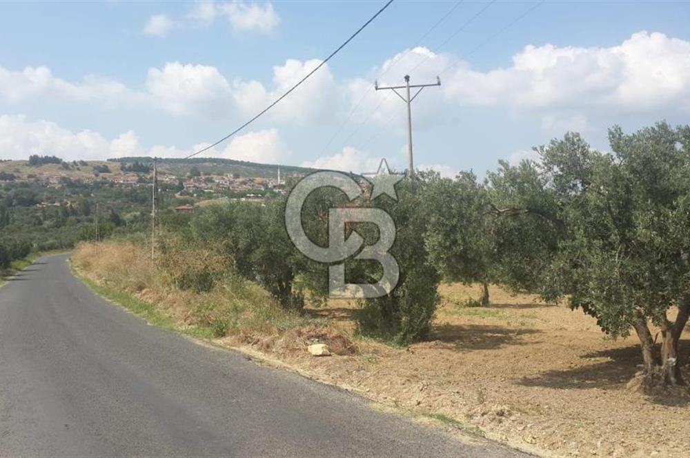 ŞARKÖY İĞDEBAĞLARI ANYOLA CEPHELİ BAKIMLI ZEYTİNLİK