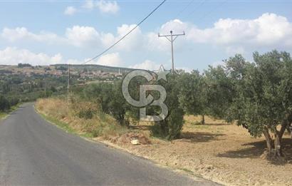 ŞARKÖY İĞDEBAĞLARI ANYOLA CEPHELİ BAKIMLI ZEYTİNLİK