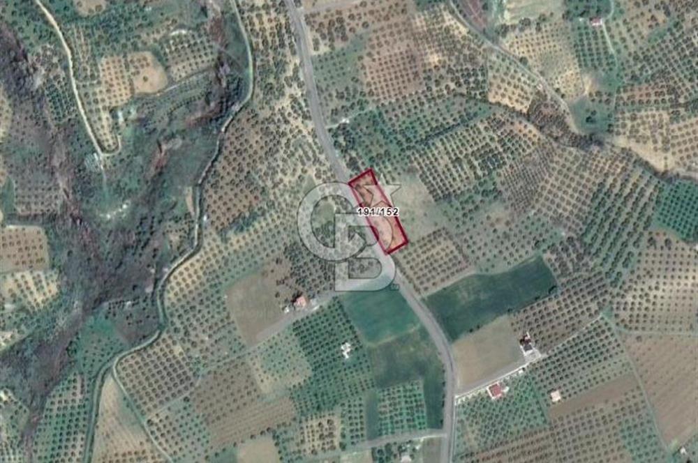 ŞARKÖY İĞDEBAĞLARI ANYOLA CEPHELİ BAKIMLI ZEYTİNLİK