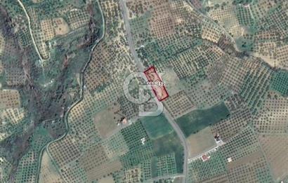 ŞARKÖY İĞDEBAĞLARI ANYOLA CEPHELİ BAKIMLI ZEYTİNLİK