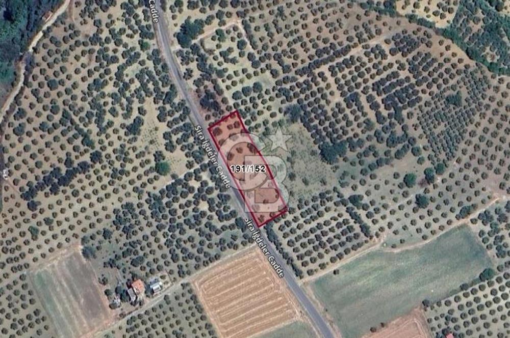 ŞARKÖY İĞDEBAĞLARI ANYOLA CEPHELİ BAKIMLI ZEYTİNLİK