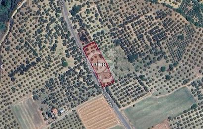 ŞARKÖY İĞDEBAĞLARI ANYOLA CEPHELİ BAKIMLI ZEYTİNLİK