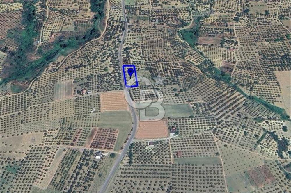 ŞARKÖY İĞDEBAĞLARI ANYOLA CEPHELİ BAKIMLI ZEYTİNLİK