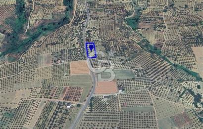 ŞARKÖY İĞDEBAĞLARI ANYOLA CEPHELİ BAKIMLI ZEYTİNLİK