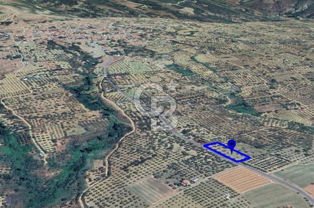 ŞARKÖY İĞDEBAĞLARI ANYOLA CEPHELİ BAKIMLI ZEYTİNLİK