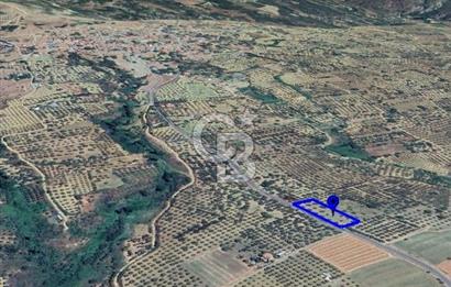 ŞARKÖY İĞDEBAĞLARI ANYOLA CEPHELİ BAKIMLI ZEYTİNLİK