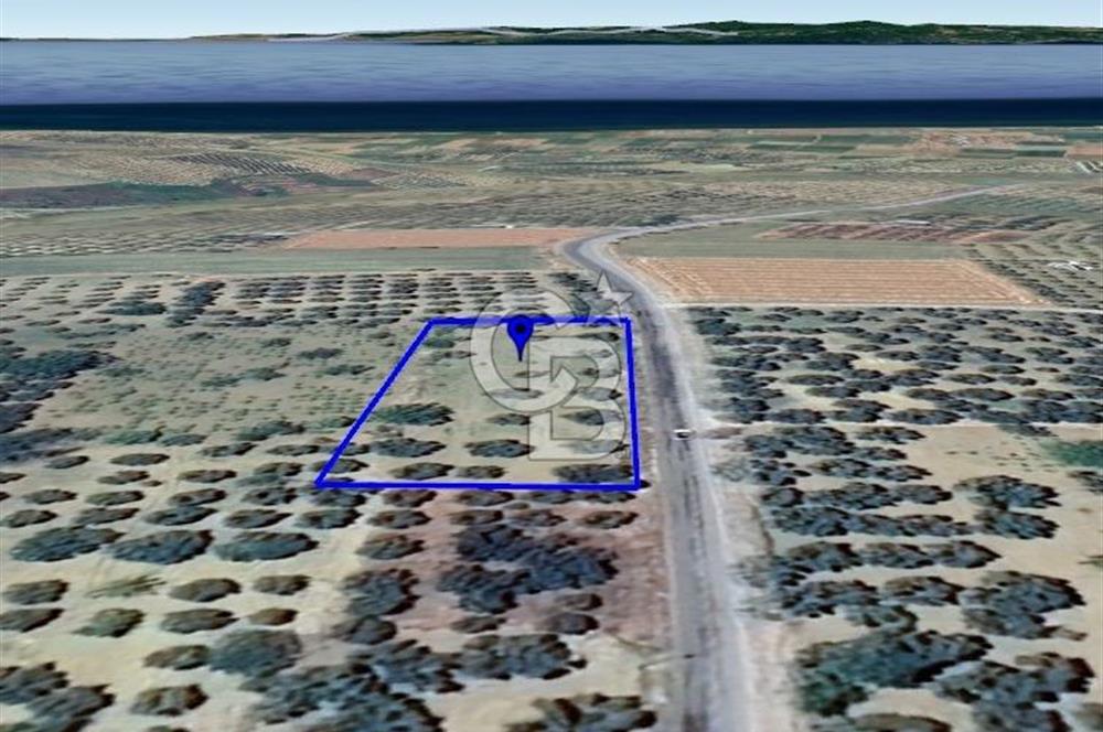 ŞARKÖY İĞDEBAĞLARI ANYOLA CEPHELİ BAKIMLI ZEYTİNLİK