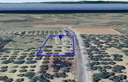 ŞARKÖY İĞDEBAĞLARI ANYOLA CEPHELİ BAKIMLI ZEYTİNLİK