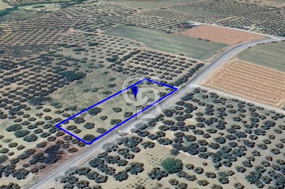 ŞARKÖY İĞDEBAĞLARI ANYOLA CEPHELİ BAKIMLI ZEYTİNLİK