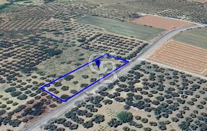 ŞARKÖY İĞDEBAĞLARI ANYOLA CEPHELİ BAKIMLI ZEYTİNLİK