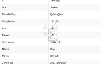 ŞARKÖY İĞDEBAĞLARI ANYOLA CEPHELİ BAKIMLI ZEYTİNLİK