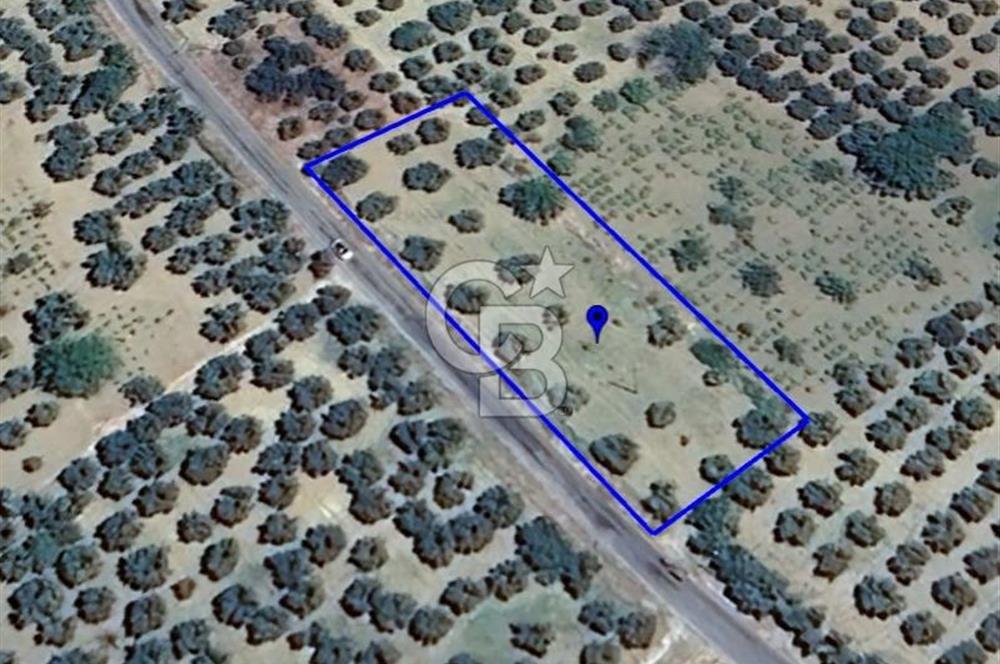 ŞARKÖY İĞDEBAĞLARI ANYOLA CEPHELİ BAKIMLI ZEYTİNLİK