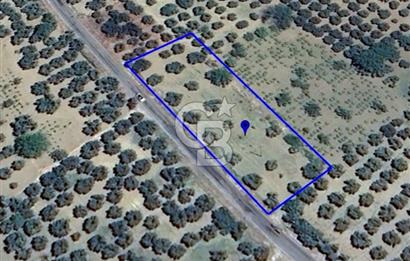 ŞARKÖY İĞDEBAĞLARI ANYOLA CEPHELİ BAKIMLI ZEYTİNLİK