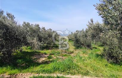 İzmir Çanakkale Anayoluna Sıfır I Elektrik ve Suyu Olan Satılık Arazi