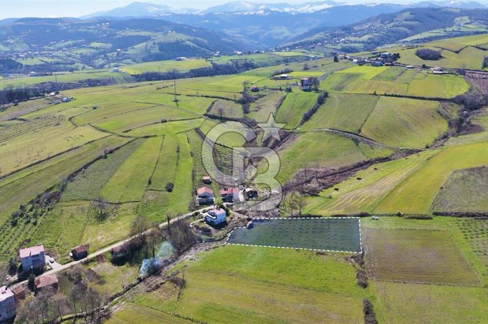 İmar sınırında tarla