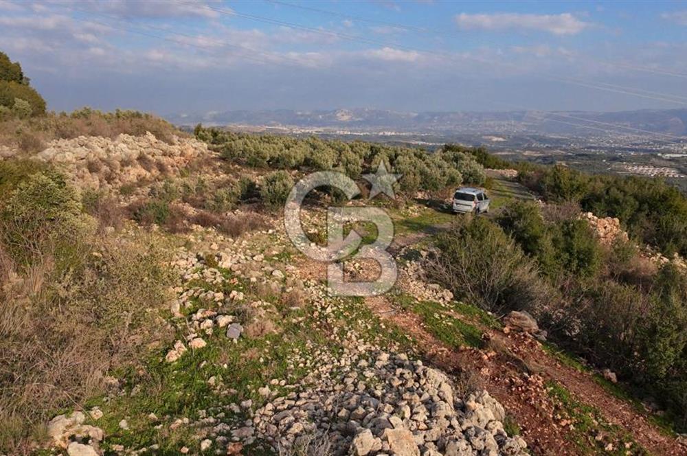 544 m² Köşe Parsel + 250 m² Tarla Toplam 794 m² Fırsat!