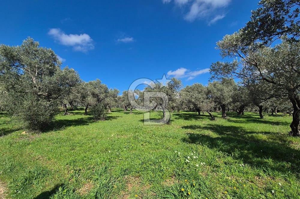 MUSELAND TORBALI ÇAPAK KÖYÜ SATILIK TARLA(ZEYTİNLİK)
