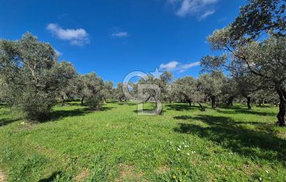 MUSELAND TORBALI ÇAPAK KÖYÜ SATILIK TARLA(ZEYTİNLİK)