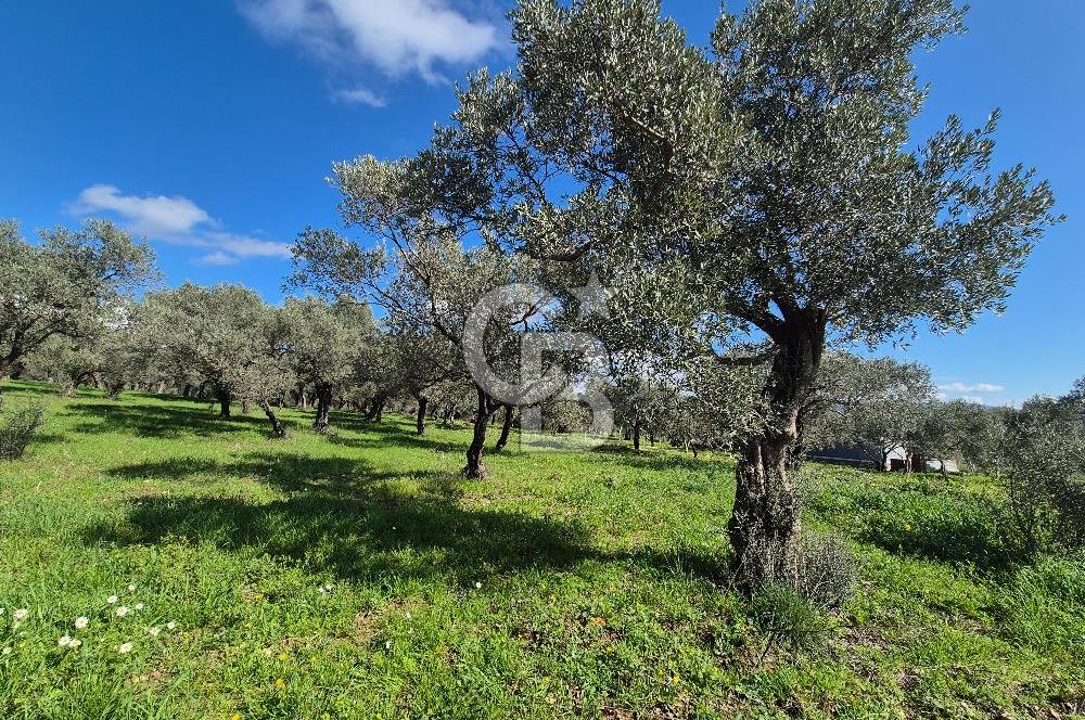 MUSELAND TORBALI ÇAPAK KÖYÜ SATILIK TARLA(ZEYTİNLİK)