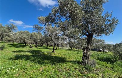 MUSELAND TORBALI ÇAPAK KÖYÜ SATILIK TARLA(ZEYTİNLİK)