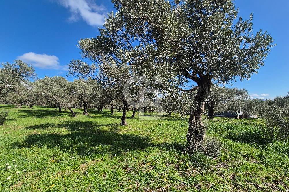 MUSELAND TORBALI ÇAPAK KÖYÜ SATILIK TARLA(ZEYTİNLİK)