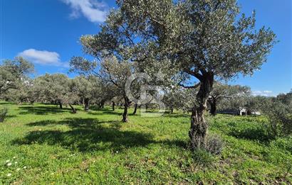 MUSELAND TORBALI ÇAPAK KÖYÜ SATILIK TARLA(ZEYTİNLİK)