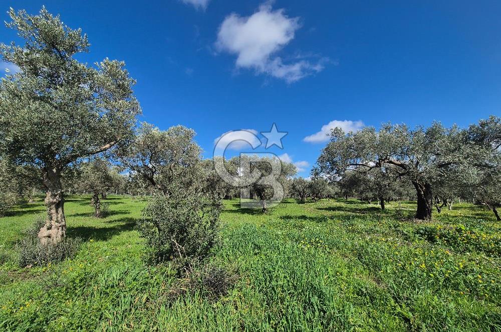 MUSELAND TORBALI ÇAPAK KÖYÜ SATILIK TARLA(ZEYTİNLİK)