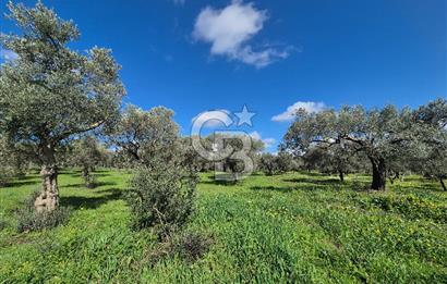MUSELAND TORBALI ÇAPAK KÖYÜ SATILIK TARLA(ZEYTİNLİK)
