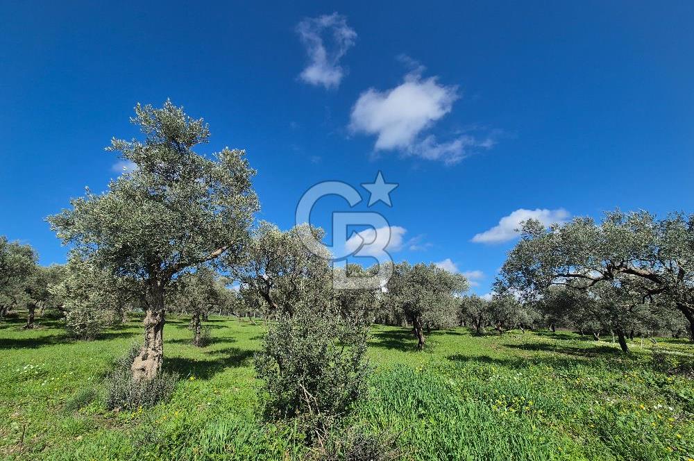 MUSELAND TORBALI ÇAPAK KÖYÜ SATILIK TARLA(ZEYTİNLİK)