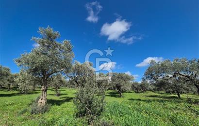 MUSELAND TORBALI ÇAPAK KÖYÜ SATILIK TARLA(ZEYTİNLİK)