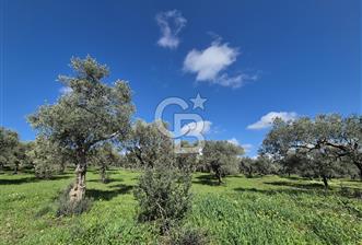 MUSELAND TORBALI ÇAPAK KÖYÜ SATILIK TARLA(ZEYTİNLİK) - 7 - 338641