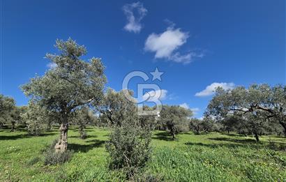MUSELAND TORBALI ÇAPAK KÖYÜ SATILIK TARLA(ZEYTİNLİK)