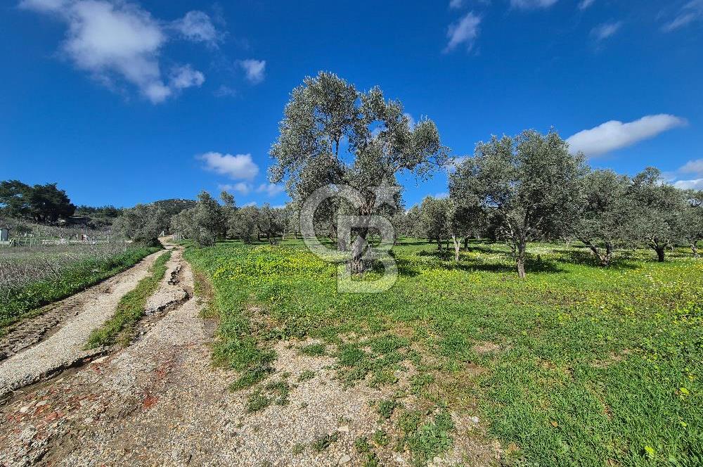 MUSELAND TORBALI ÇAPAK KÖYÜ SATILIK TARLA(ZEYTİNLİK)