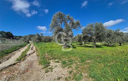 MUSELAND TORBALI ÇAPAK KÖYÜ SATILIK TARLA(ZEYTİNLİK)