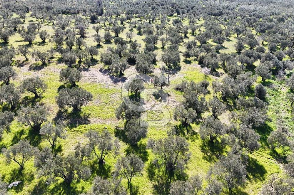 Çanakkale Geyikli de 4.518 m² Satılık Zeytinlik
