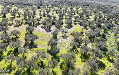 Çanakkale Geyikli de 4.518 m² Satılık Zeytinlik
