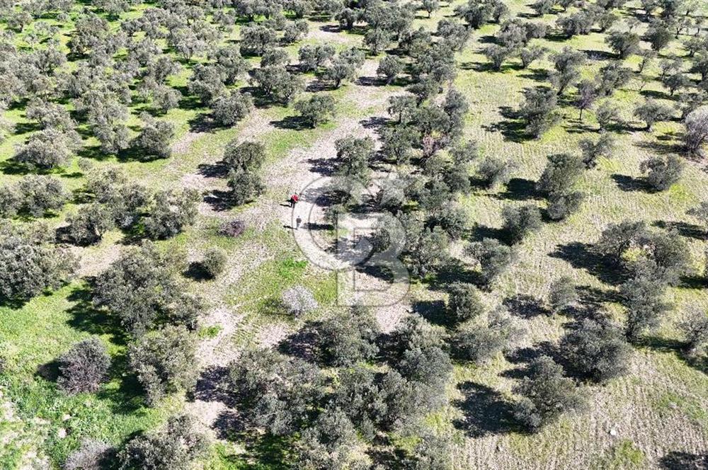 Çanakkale Geyikli de 4.518 m² Satılık Zeytinlik