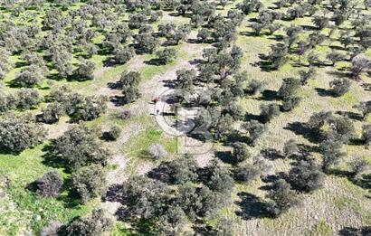 Çanakkale Geyikli de 4.518 m² Satılık Zeytinlik