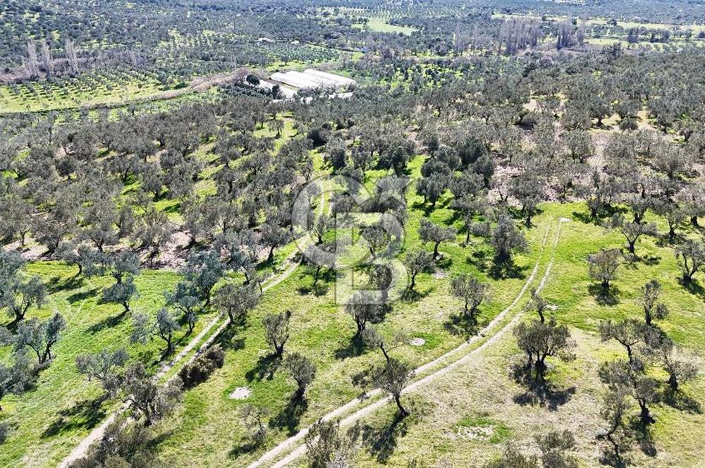 Çanakkale Geyikli de 4.518 m² Satılık Zeytinlik