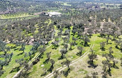 Çanakkale Geyikli de 4.518 m² Satılık Zeytinlik