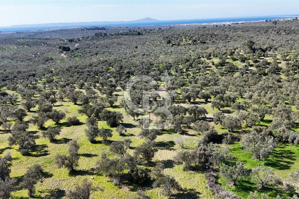 Çanakkale Geyikli de 4.518 m² Satılık Zeytinlik