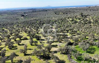 Çanakkale Geyikli de 4.518 m² Satılık Zeytinlik