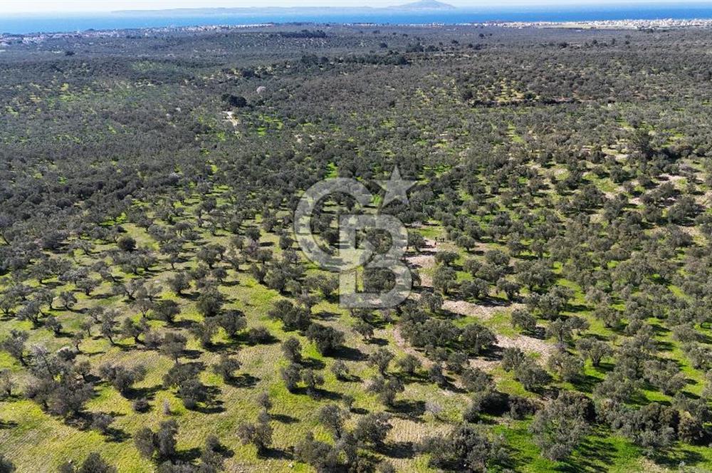 Çanakkale Geyikli de 4.518 m² Satılık Zeytinlik
