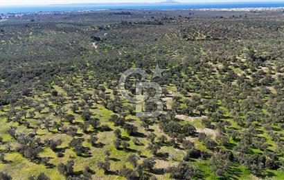 Çanakkale Geyikli de 4.518 m² Satılık Zeytinlik