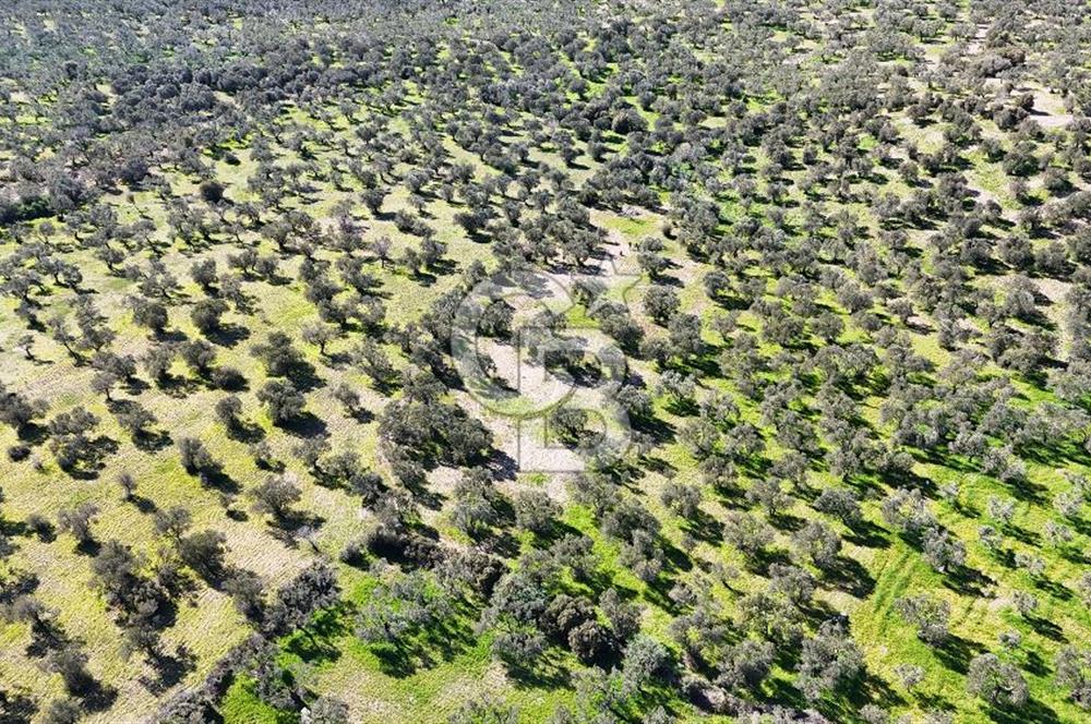Çanakkale Geyikli de 4.518 m² Satılık Zeytinlik