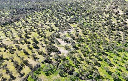 Çanakkale Geyikli de 4.518 m² Satılık Zeytinlik