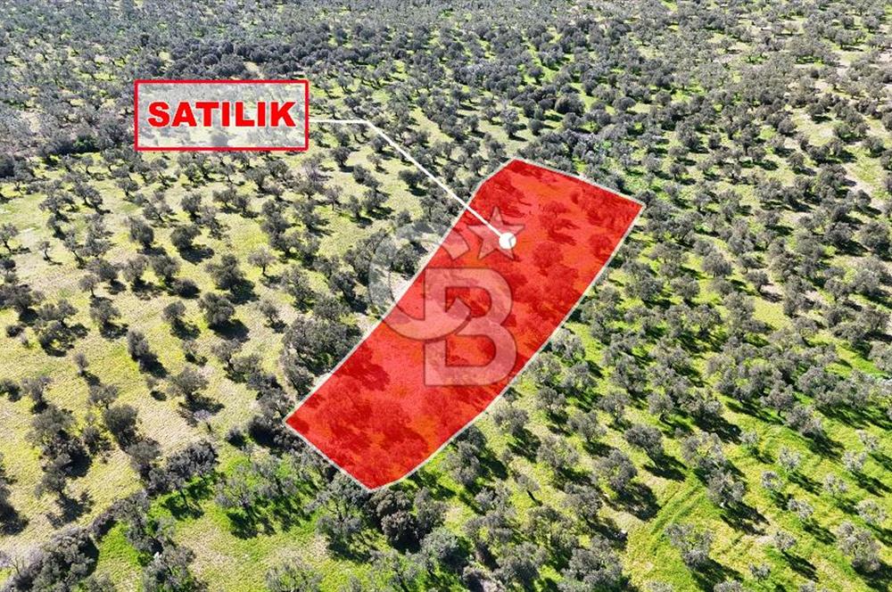 Çanakkale Geyikli de 4.518 m² Satılık Zeytinlik
