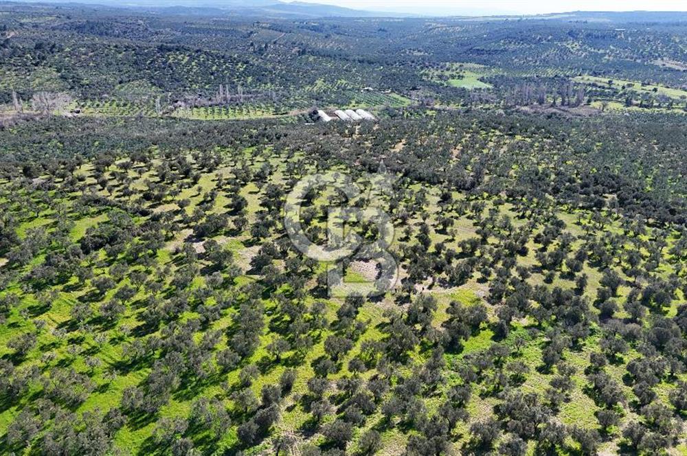 Çanakkale Geyikli de 4.518 m² Satılık Zeytinlik