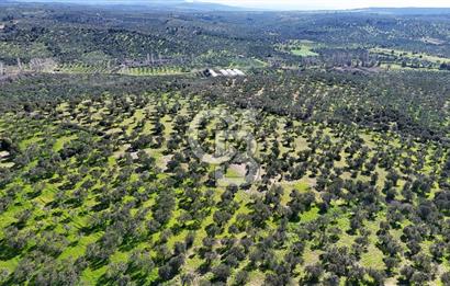 Çanakkale Geyikli de 4.518 m² Satılık Zeytinlik