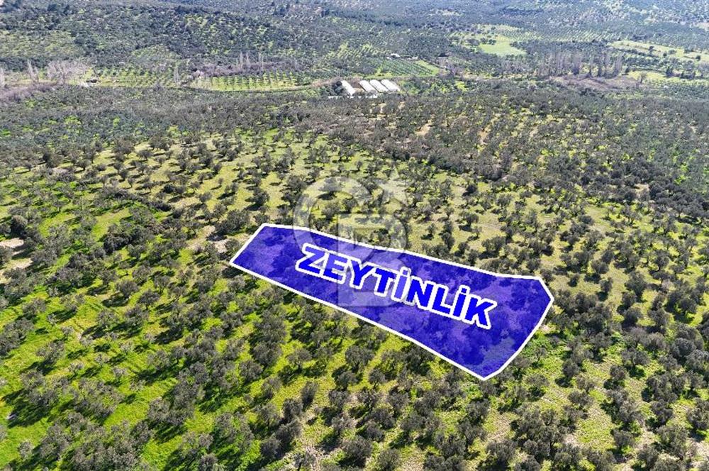 Çanakkale Geyikli de 4.518 m² Satılık Zeytinlik
